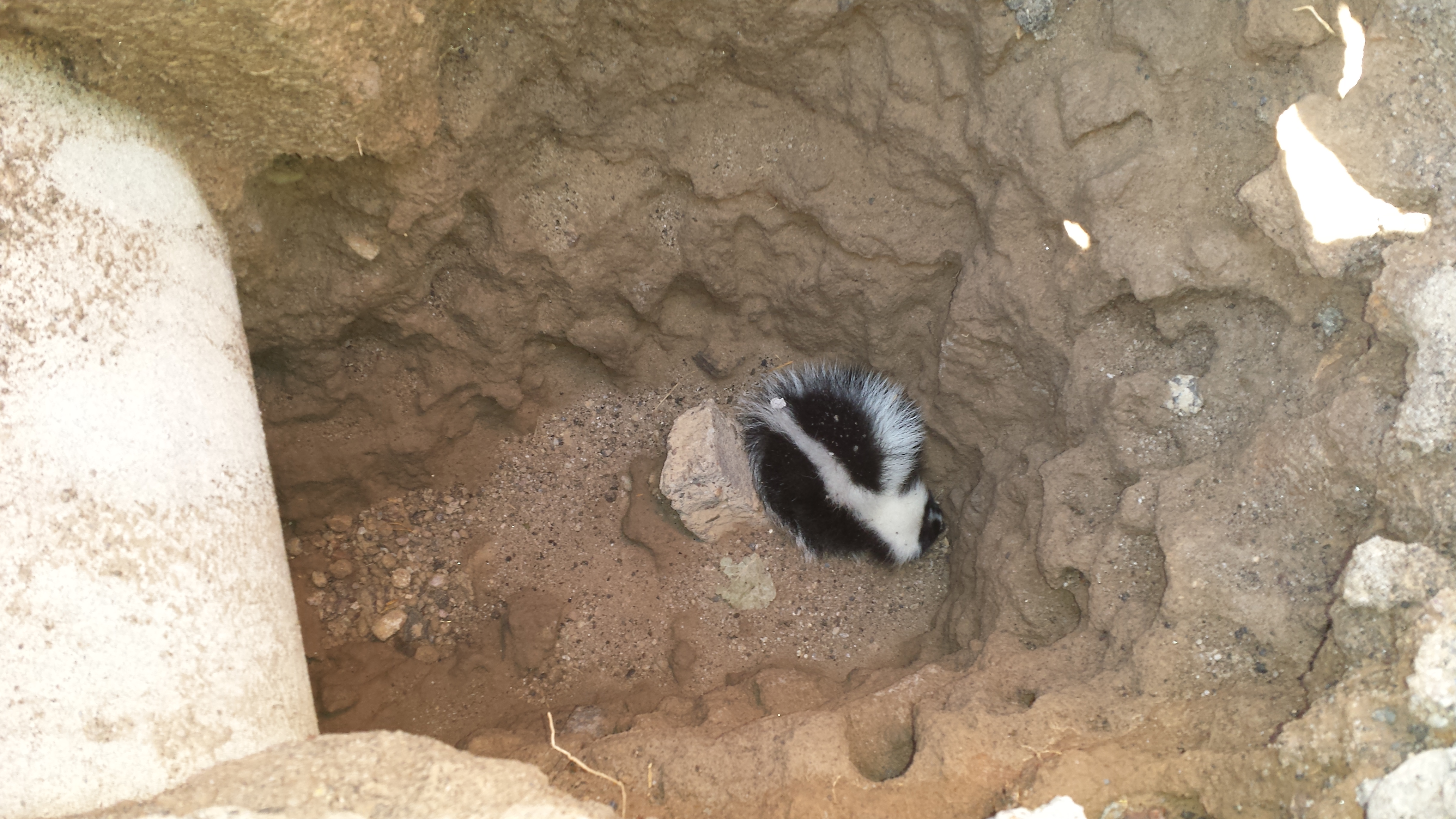 skunk